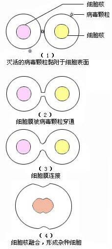 烟草by-2原生质体定向伸长对离心力响应的相关性研究