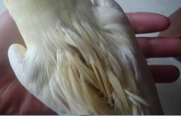玄凤鹦鹉毛滴虫症状图片