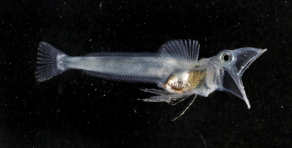 这些动物什么本事都没有,没被干死就因为会隐身