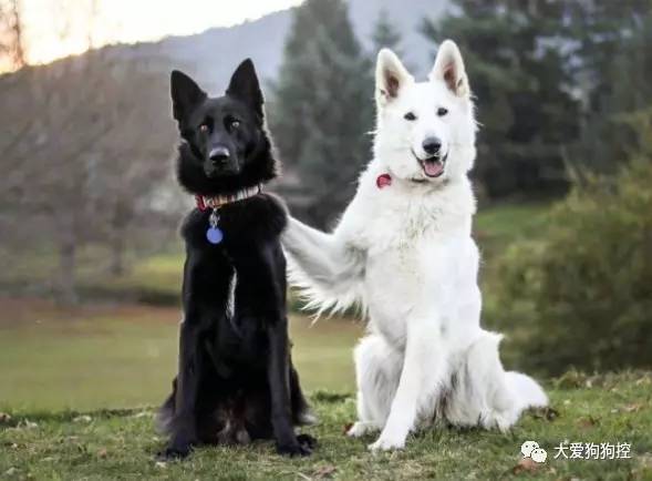 这对黑白配的狗狗刚拍了情侣照,网友就期待起它们的后代了