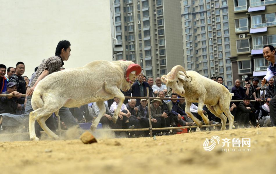 山东斗羊图片