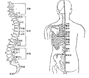 腰椎体表定位标志图片