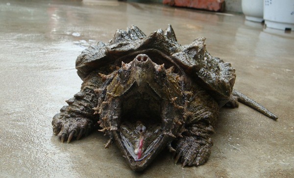 幼时黑色,四肢粗壮,肌肉发达,爪子尖而有力,善于爬行.