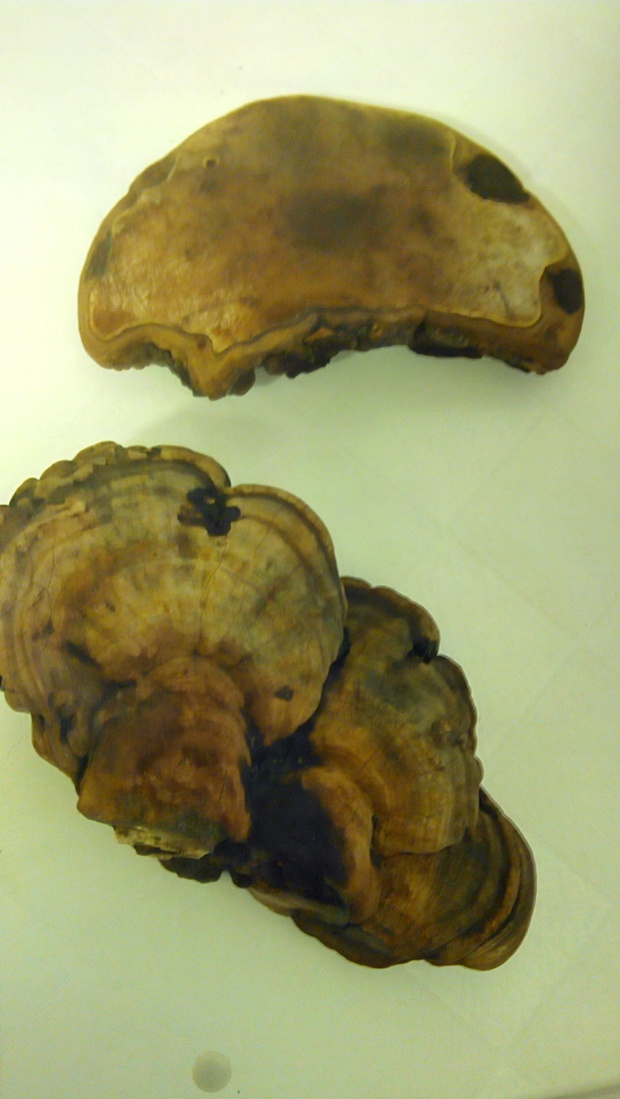 过年祭拜爷爷坟头采的看看可以吃不说是木灵芝