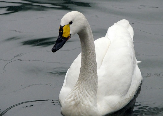 资料图内蒙古锡林郭勒盟正蓝旗290只天鹅遭毒杀一案有了最新进展,9名