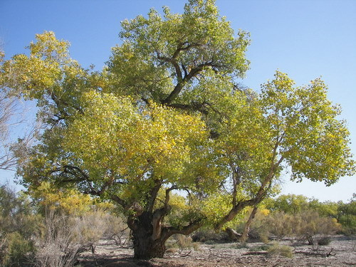 甘家湖梭梭林自然保护区