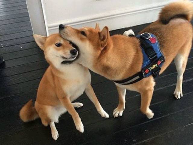 得狗头者得天下!