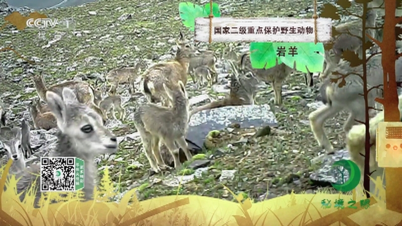 秘境之眼 《秘境之眼》 岩羊 20230419