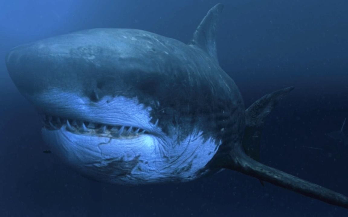超级鲨大战机器鲨