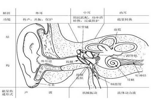 耳朵的基本結構