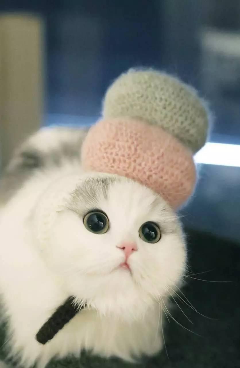 其实我好像也会喜欢猫