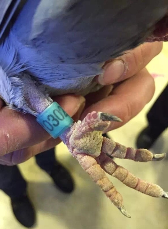 宋先生信鸽脚上专属的脚环