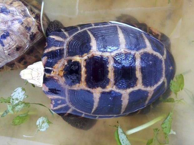 请问一下我这缅甸龟 一只瑞丽种 一只黑缅 看图片品相如何,请懂的人分