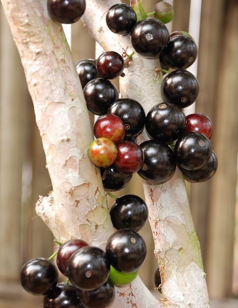 cauliflora berg)属于桃金娘科常绿灌木,因果实形状似葡萄,故又称树