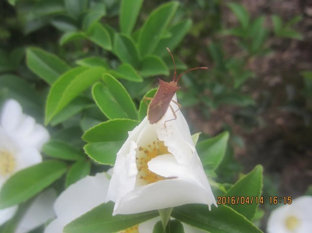 懂的说一声哦 猪仔杨:我们小时候管它叫"放屁虫" 本文地址:http://tcy