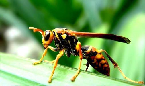 毒蜂种类图片图片