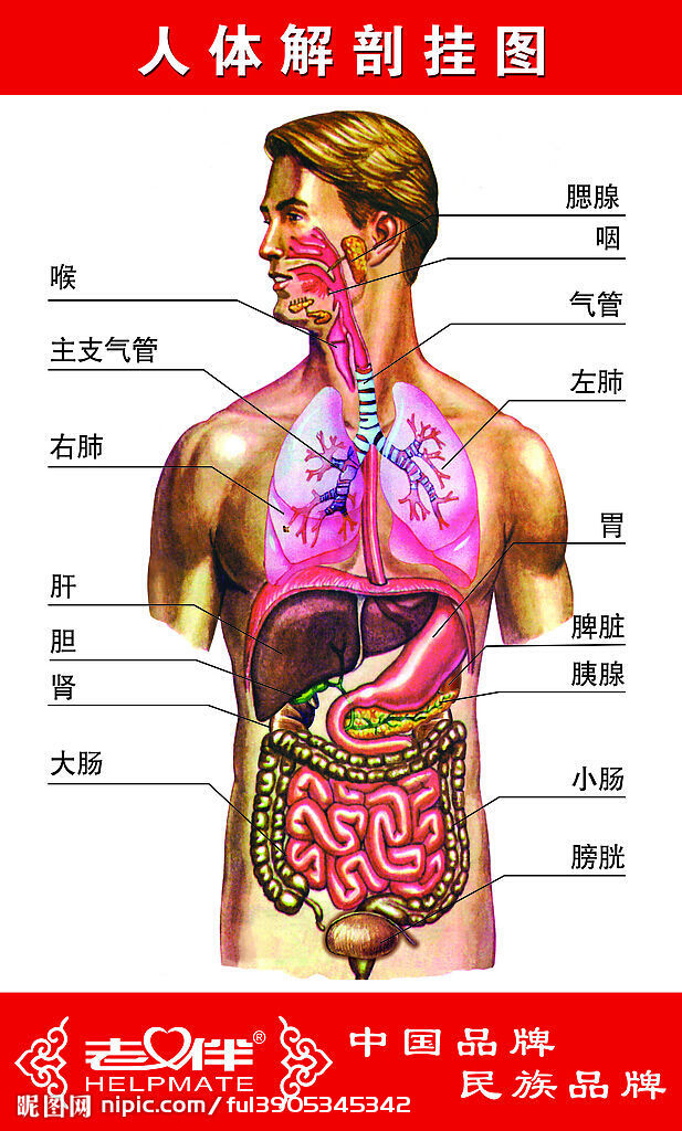 肾在哪里给个图