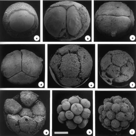 隨著科學家從1998年在甕安生物群開始發現的第一枚前寒武紀胚胎化石