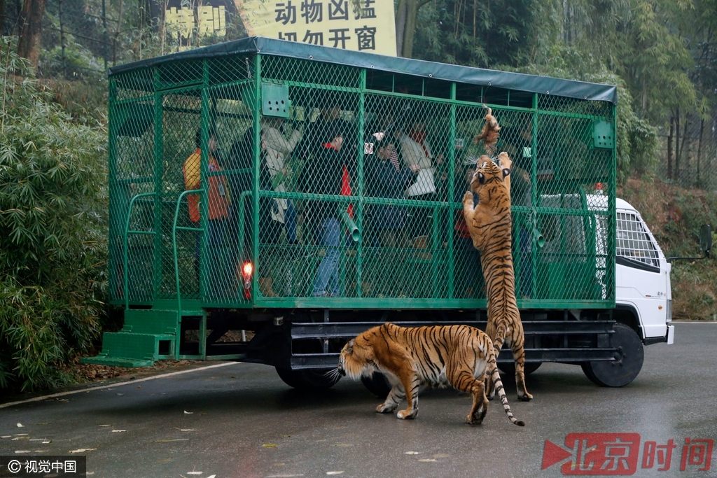 【转】北京时间 熊猫急了也咬人 盘点动物园伤人事件