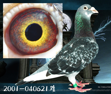 高王宏杨阿腾种鸽多少钱