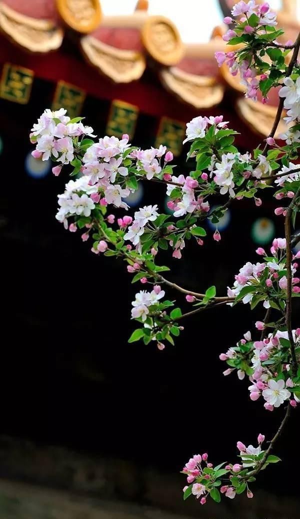 海棠美人图·唐寅