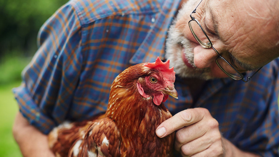 母鸡的力量——英国老人养宠物鸡排解孤独