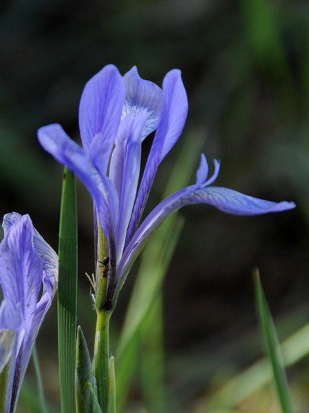 【原创】神秘马莲花 《五绝二首》
